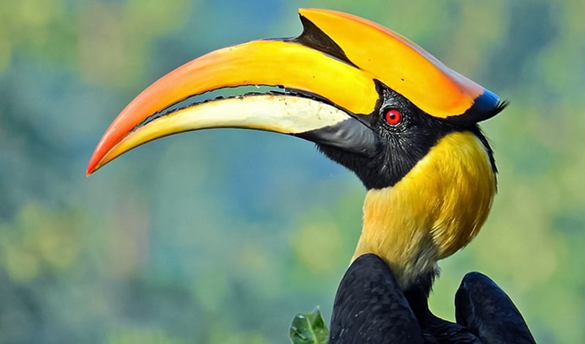 Bucerotiformes Hornbills & Hoopoes facts, distribution & population